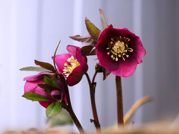 Close-up of wilted flower