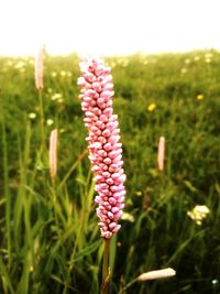 Close-up of pink flowering plant on field