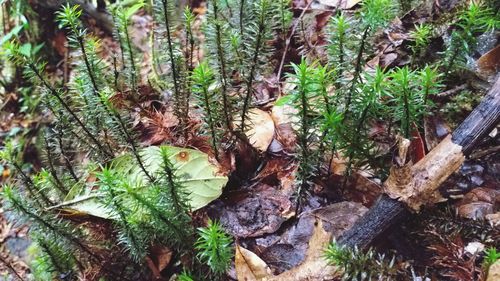 High angle view of trees growing in forest
