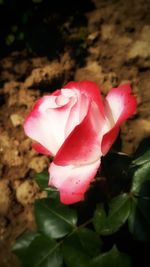 Close-up of pink rose