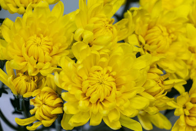 High angle view of yellow flowering plant