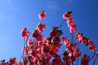 Low angle view of pink cherry blossoms in spring