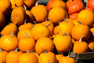 High angle view of pumpkins for sale at market stall