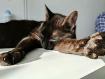 Close-up of cat lying on bed at home