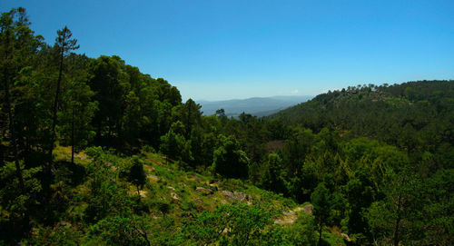 Scenic view of forest against sky