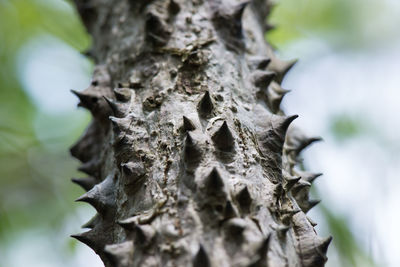 Close-up of leaves on tree trunk