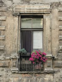 Potted plant on window sill of building