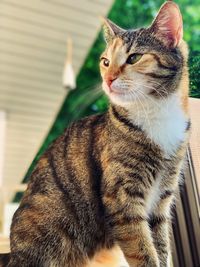 Close-up of a cat looking away