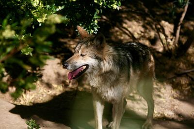 Dog looking away