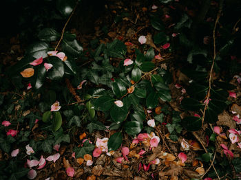 Full frame shot of plants