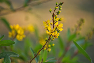 Close-up of yellow flowering plant