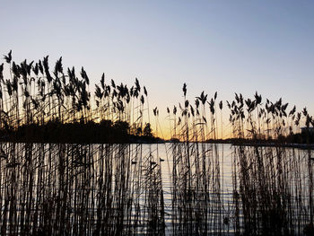 Silhouette plants by lake against sky during sunset