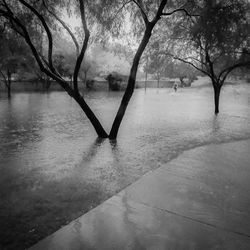 Bare trees by river