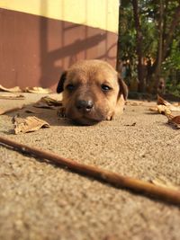 Portrait of dog