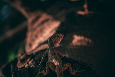 Close-up of lizard on rock