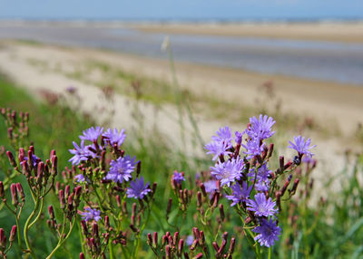 View over sandy beach and dune, green grass and beautiful purple flowers, sea and lagoon
