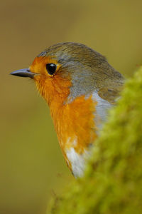 Close-up of bird