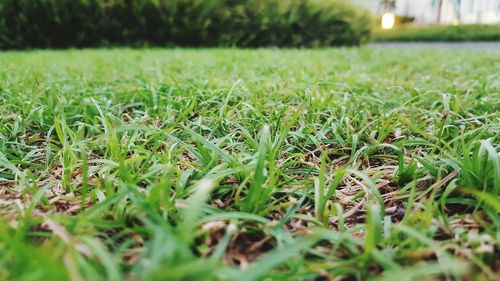 Surface level of grass on field