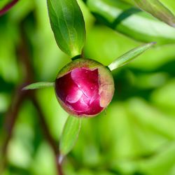 Close-up of fresh green plant