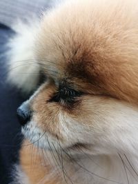 Close-up of dog sleeping on floor