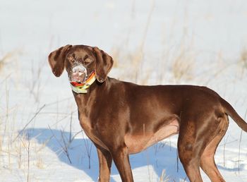 Dog outdoors in winter