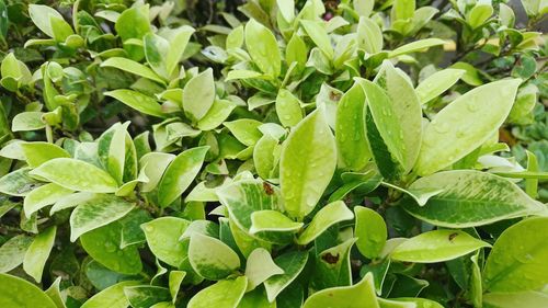 Close-up of green plant