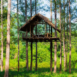 Gazebo in forest