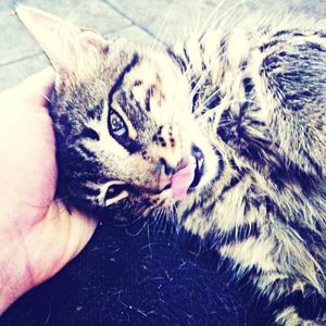 Close-up of person hand with cat