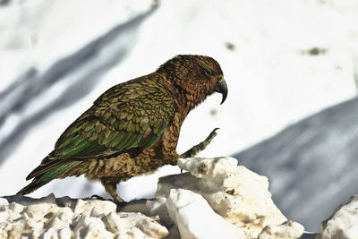 Close-up of bird perching on rock