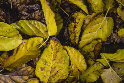 Close-up of yellow leaves