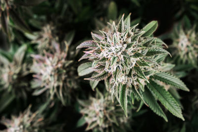 Close-up of white flowering plant