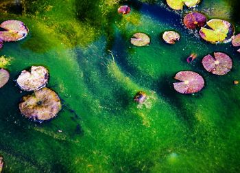 High angle view of leaves floating on lake