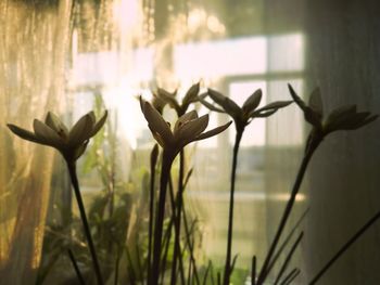 Close-up of plant against water