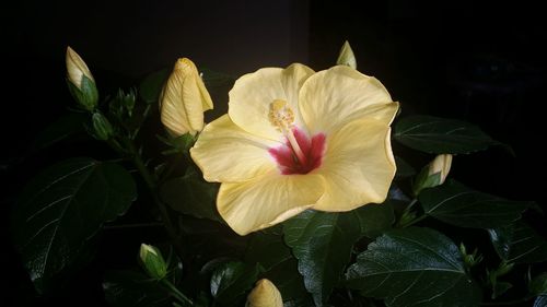 Close-up of yellow hibiscus blooming outdoors