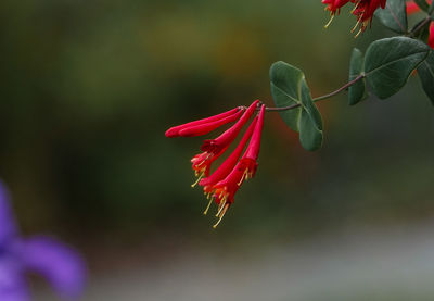 Close-up of red flowering plant