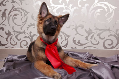 A cute, nice german shepherd puppy wearing the red ribbon. the christmas gift. 