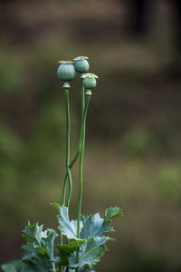 Close-up of plant against blurred background