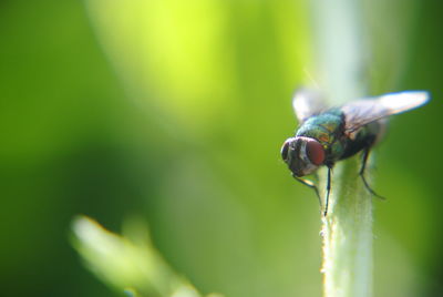 Close-up of insect on leaf