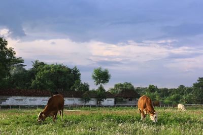 Cows grazing in a field