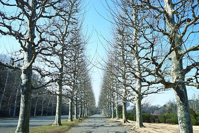 Trees against clear sky