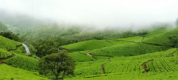 Kerala india nature tea leaves