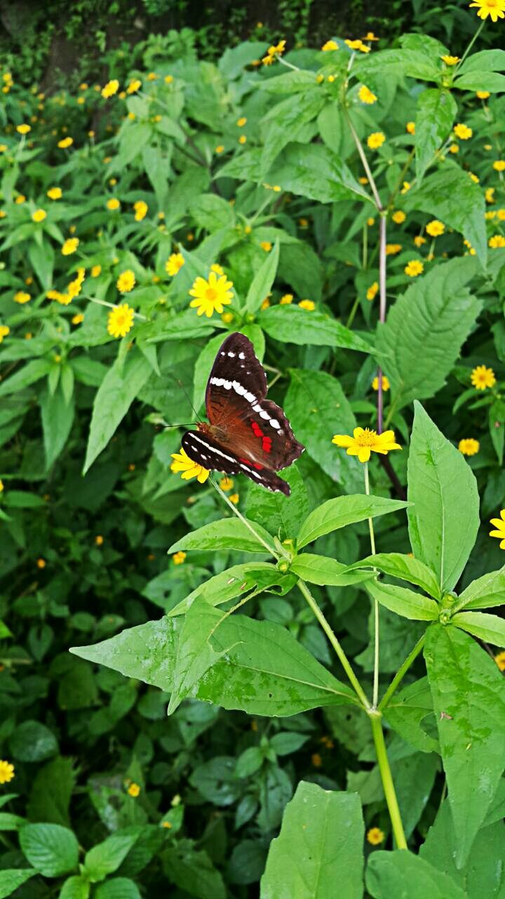 CLOSE-UP OF BUTTERFLY ON PLANTS