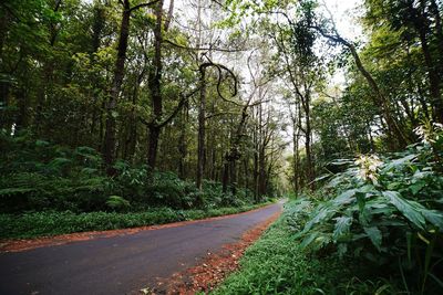 Road amidst trees in forest