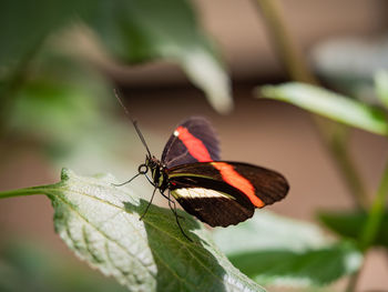 Close-up of butterfly on leaf