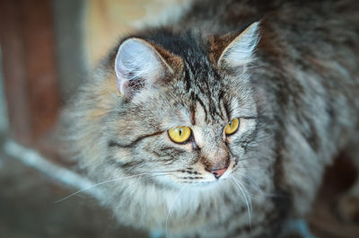 Close-up portrait of a cat