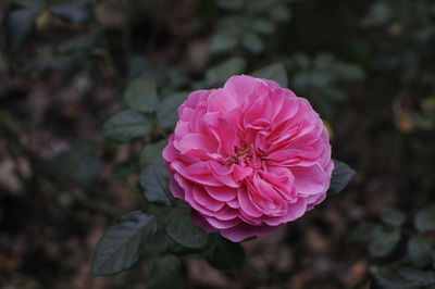 Close-up of pink rose