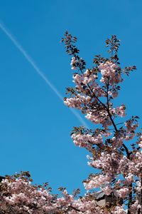 Low angle view of flowers against clear blue sky