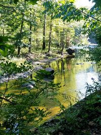 Scenic view of lake in forest