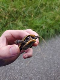 Close-up of hand holding baby box turtle
