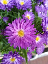 Close-up of pink flowering plants